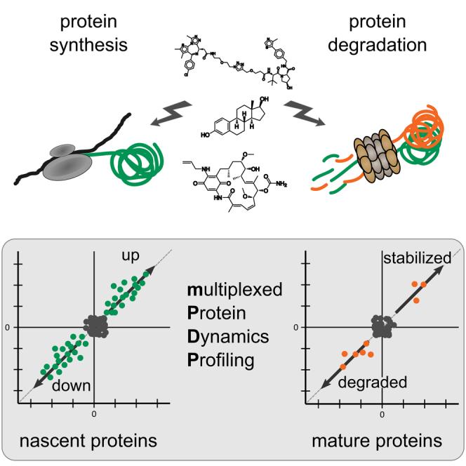 Advancements in Protein Methylation Research